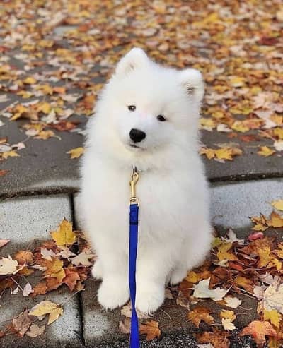 Samoyed