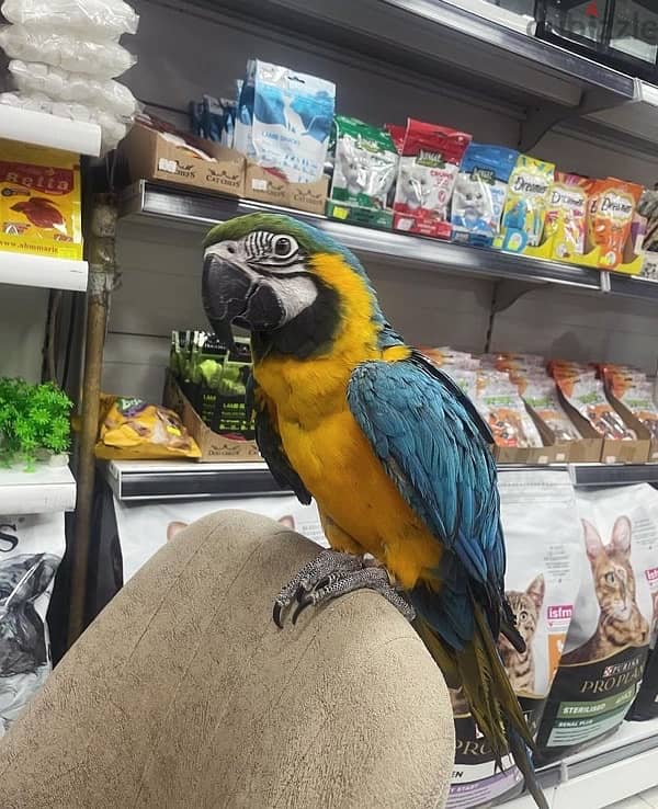 Macaw for sale 0