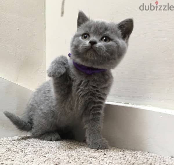 British shorthair Kitten 0