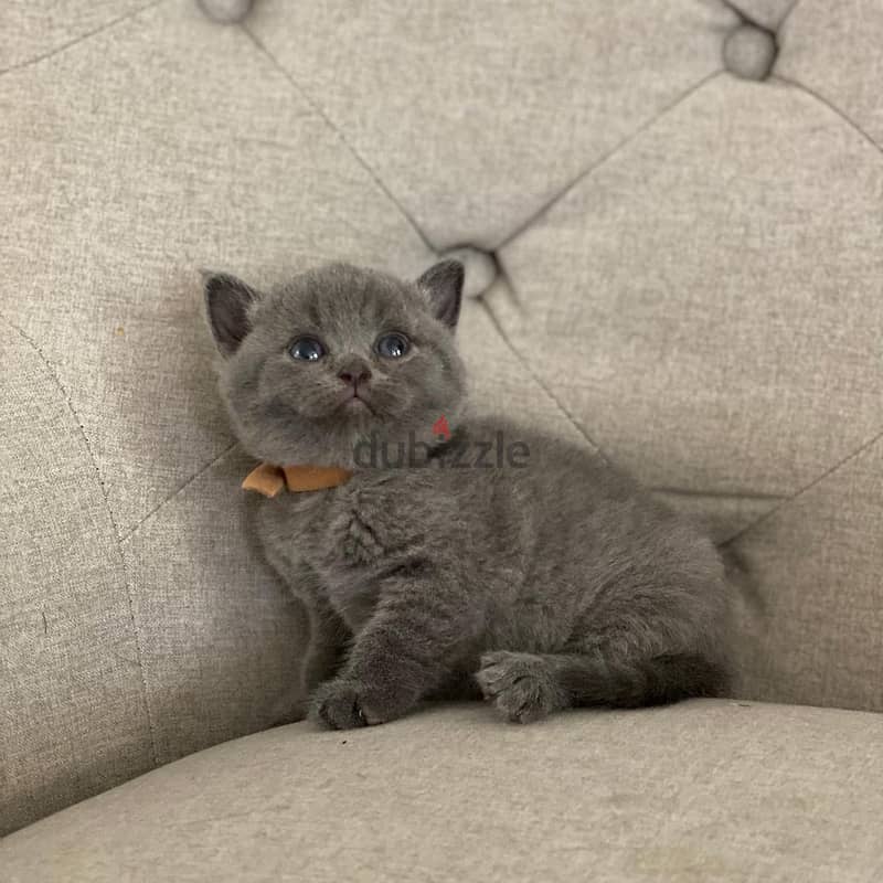 British shorthair Kitten 2