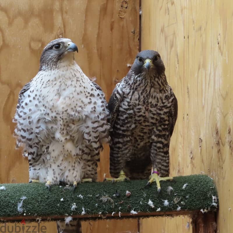 Tamed Trianed Falcons with Fertile Eggs For Sale 0