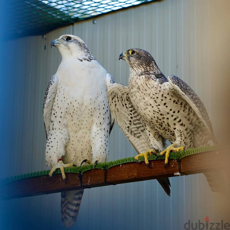 Tamed Trianed Falcons with Fertile Eggs For Sale 1