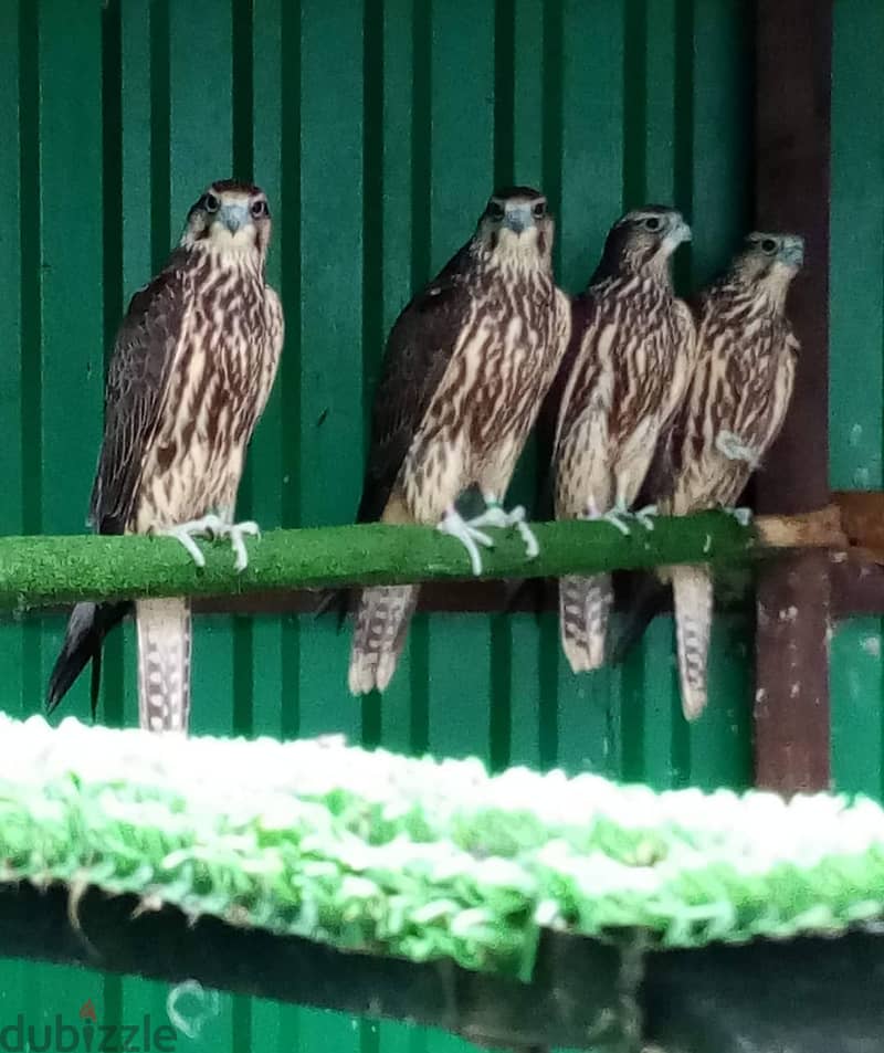 Tamed Trianed Falcons with Fertile Eggs For Sale 2