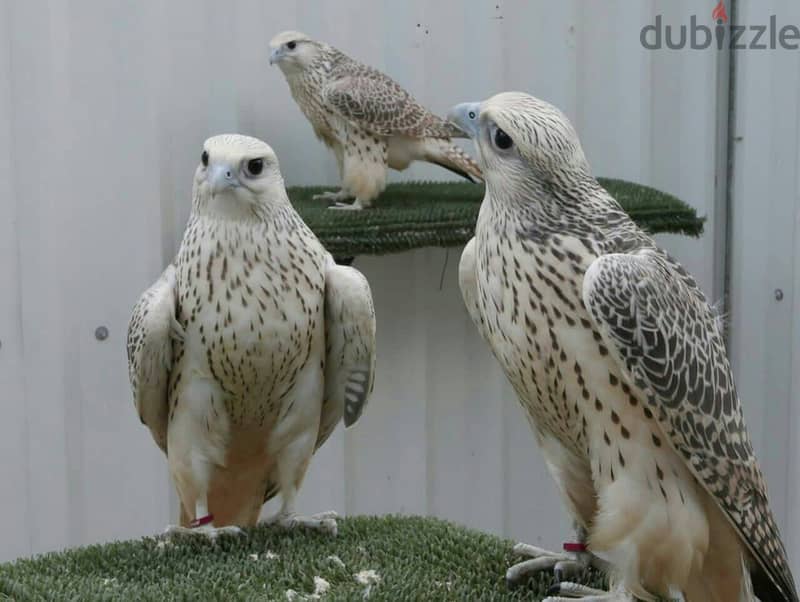 Tamed Trianed Falcons with Fertile Eggs For Sale 4