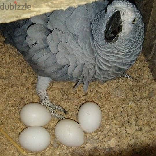 Healthy African Grey Parrots 1