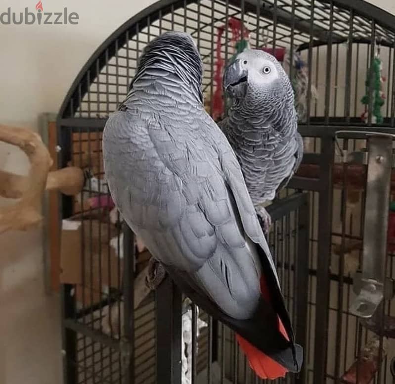 Healthy African Grey Parrots 2