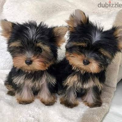 yorkshire terrier puppies// Whatsapp +971502618837