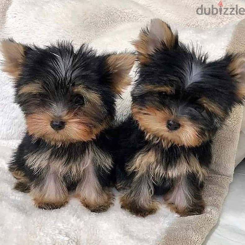 yorkshire terrier puppies// Whatsapp +971502618837 0