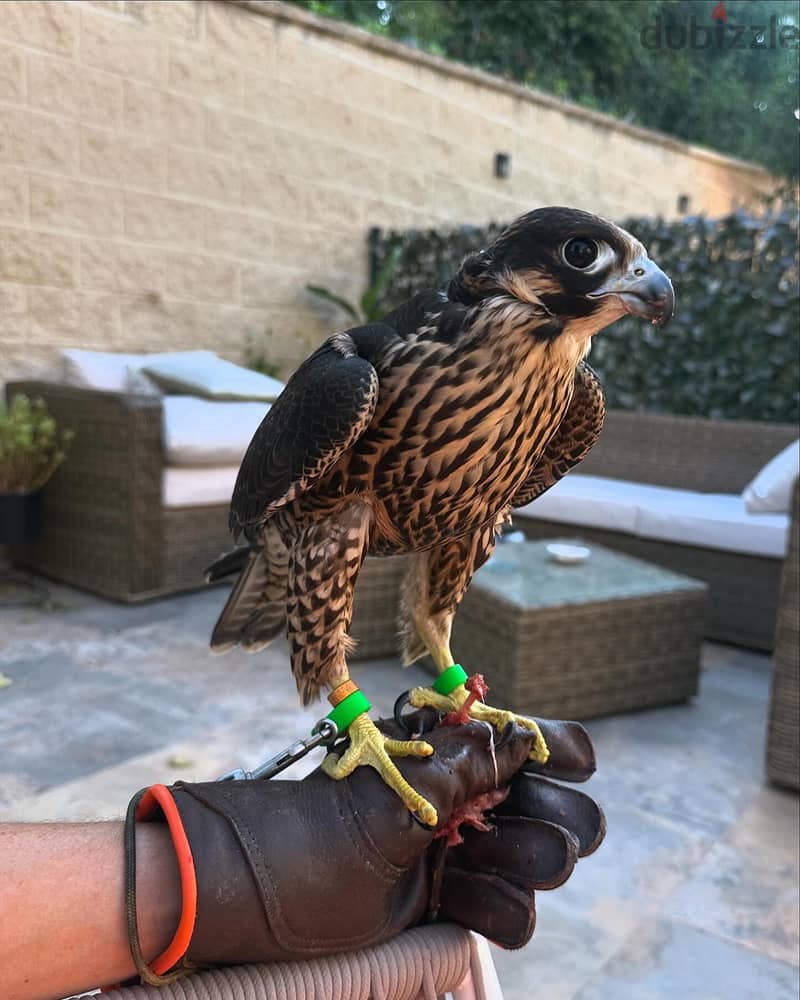 Healthy Gyr Peregrine, Saker, Falcon Birds For Sale 0