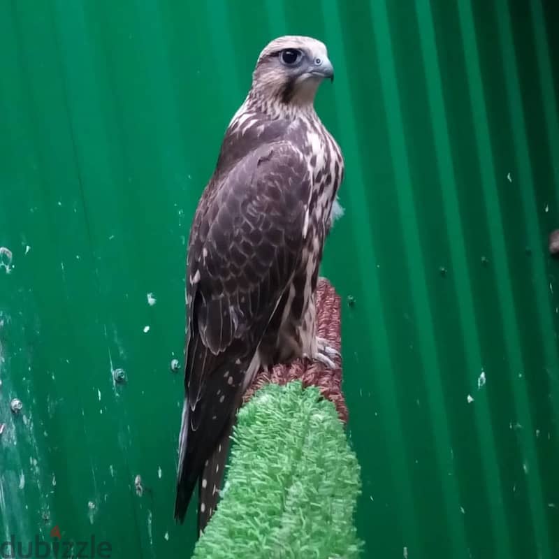 Healthy Gyr Peregrine, Saker, Falcon Birds For Sale 1