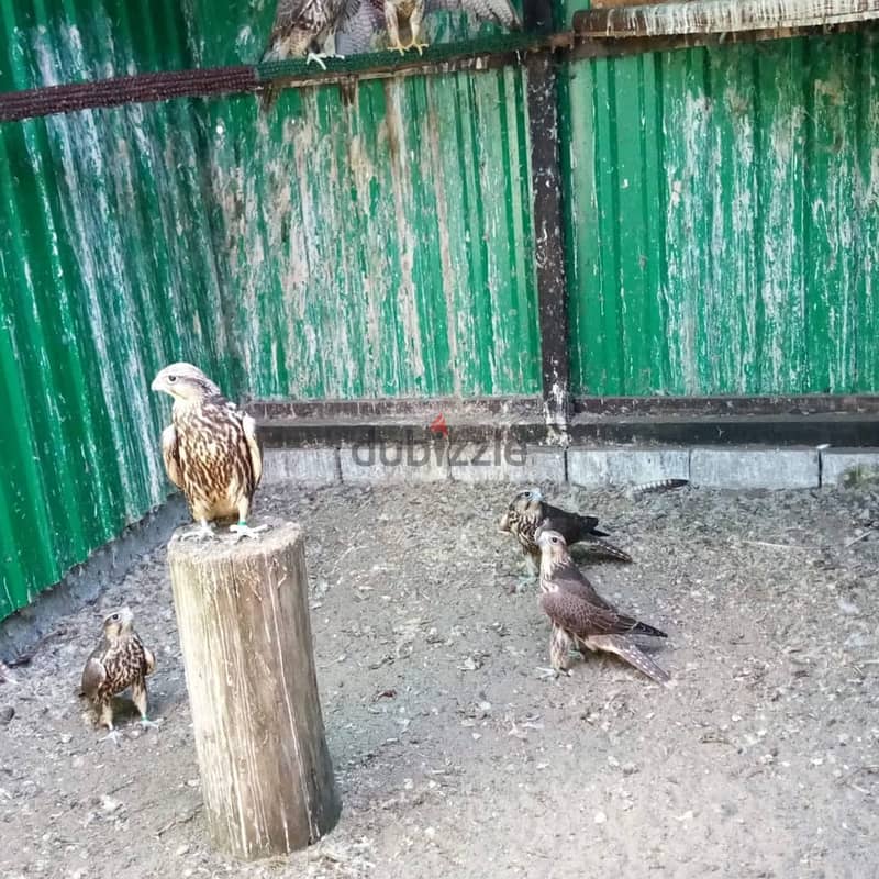 Healthy Gyr Peregrine, Saker, Falcon Birds For Sale 2