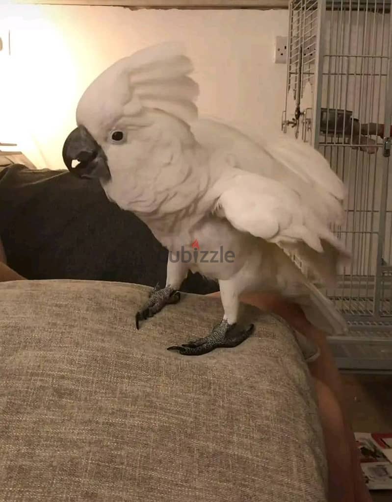 Umbrella Cockatoo Parrot Available. Whatsapp{ +966554691225 } 0