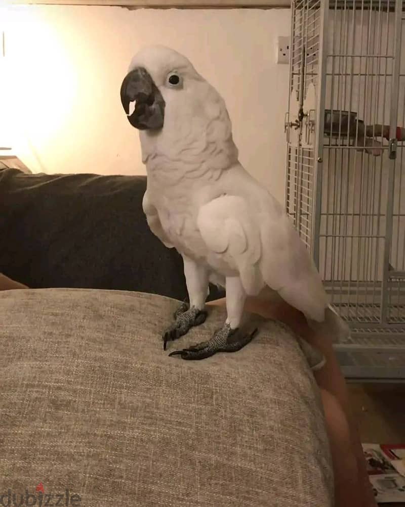 Umbrella Cockatoo Parrot Available. Whatsapp{ +966554691225 } 1