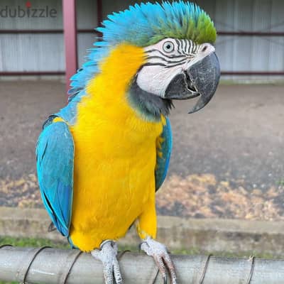 Macaw