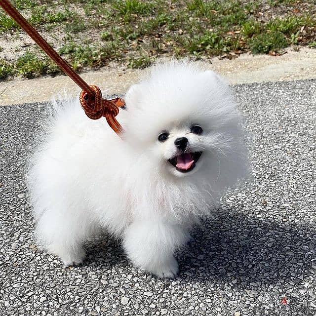 pomeranian puppy// whatsapp +971552543679 0