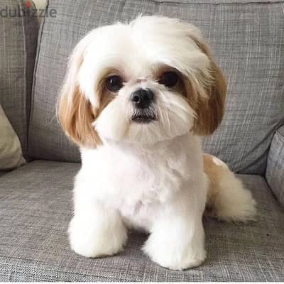 shih