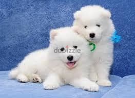 samoyed puppies// Whatsapp +971502618837