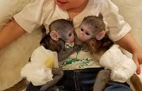 capuchin monkeys available for rehoming