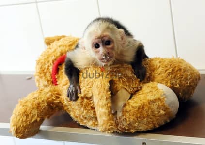 CAPUCHIN MONKEY FOR ADOPTION