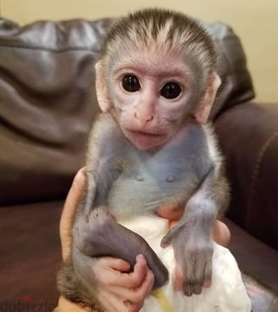 male and female baby capuchin monkeys for adoption