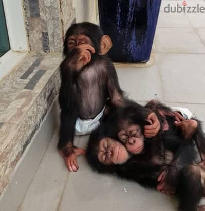 FRIENDLY BABIES CHIMPANZEES MONKEYS AVAILABLE NOW FOR ADOPTION