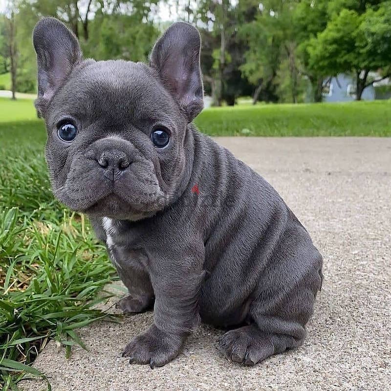 WhatsApp +4917629216066 cute French Bulldog puppies for sale 0