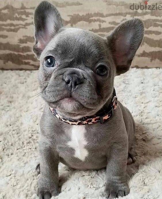 WhatsApp +4917629216066 cute French Bulldog puppies for sale 1