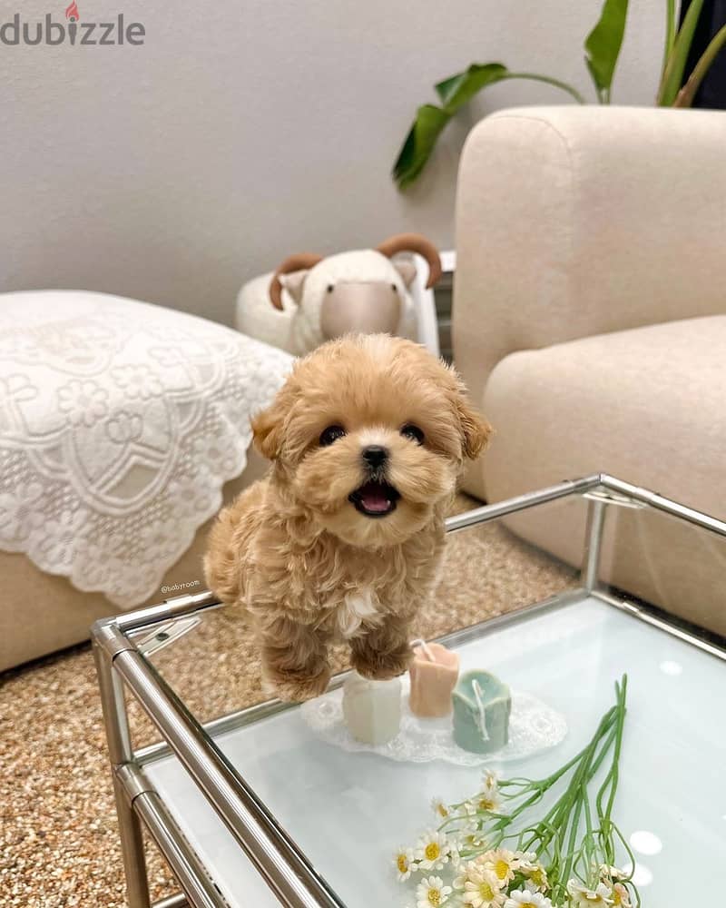 WhatsApp +4917629216066 cute maltipoo puppy 0