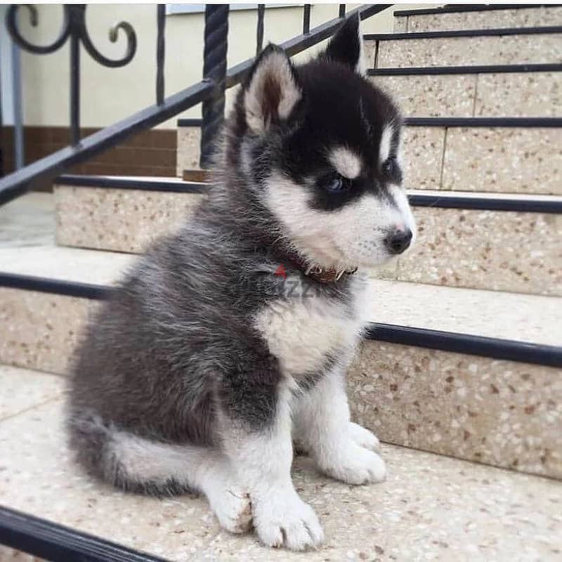 Siberian Husky //whatsapp +971552543679 0