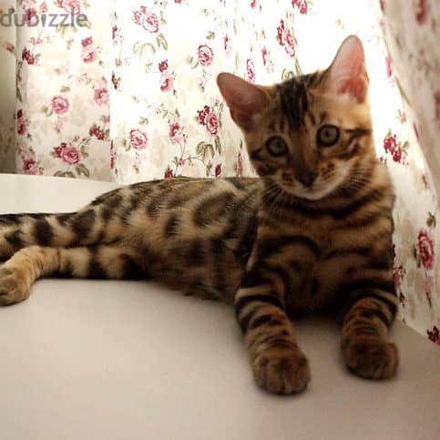 Purebred bengal Kittens Available 1