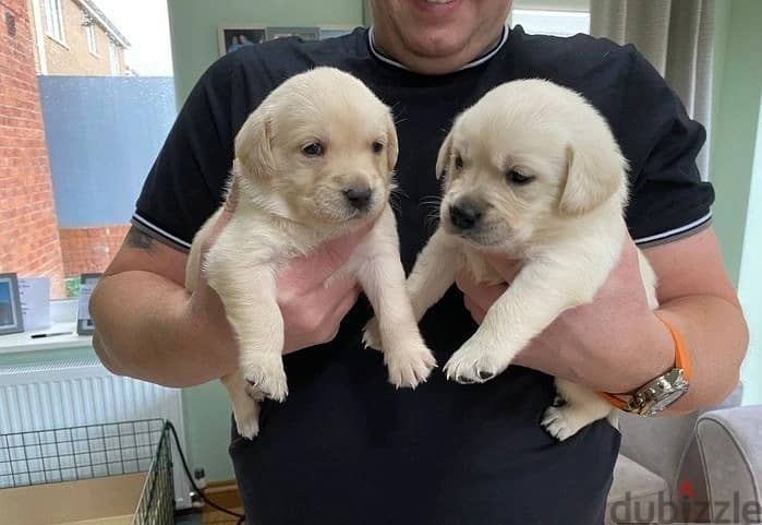 Whatsapp Me +972555074990 Labrador Puppies 0