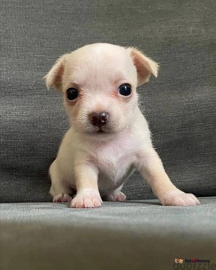 Whatsapp Me +966588993320 Chihuahua Puppies 1