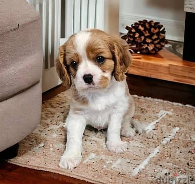 Whatsapp Me +966583921348 Cavalier King Puppies