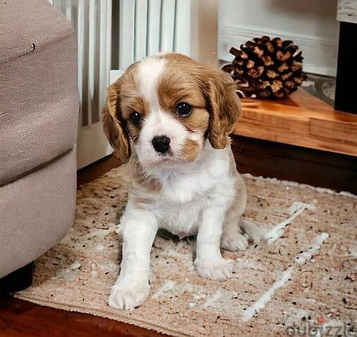 Whatsapp Me +966583921348 Cavalier King Puppies 0