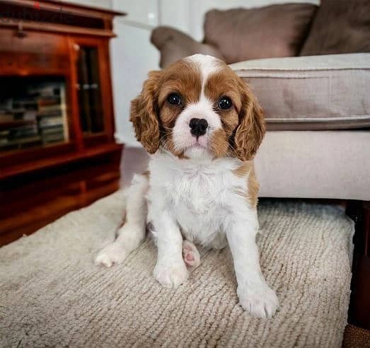 Whatsapp Me +966583921348 Cavalier King Charles Puppies 1