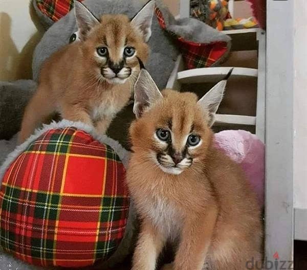 Whatsapp Me +966588993320 Caracal Cats 0