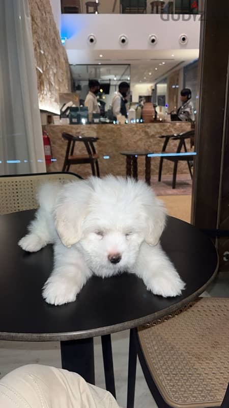 Maltese puppy 1