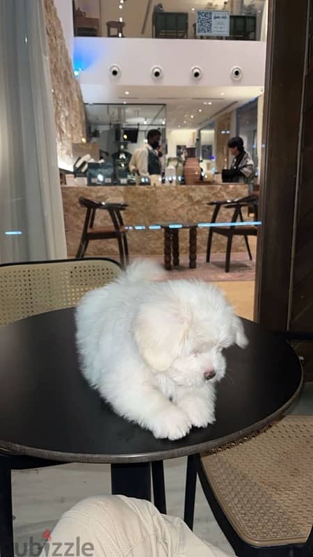 Maltese puppy 2