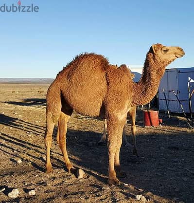 CAMELS AVAILABLE