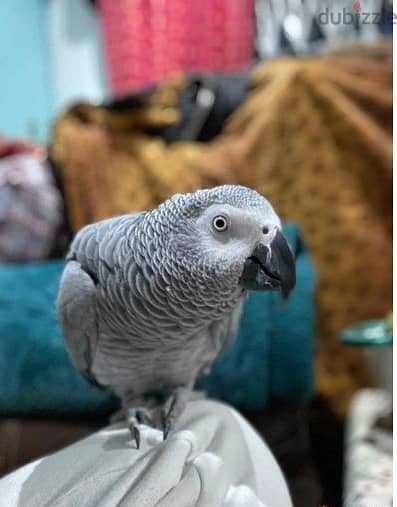 Whatsapp Me +966588993320 Afri-can Gray Birds 1