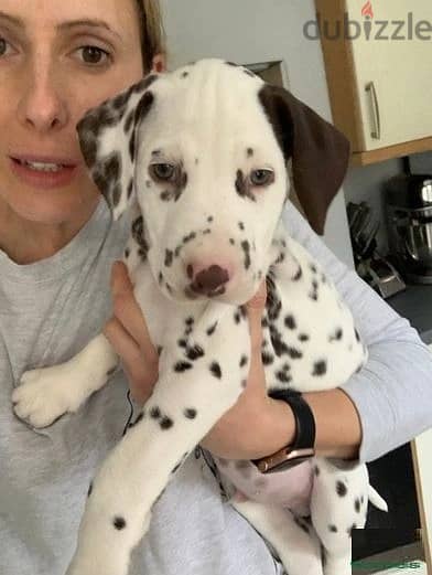 Whatsapp Me +966583921348 Dalmatian Puppies 1