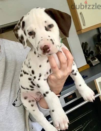 Whatsapp Me +966583921348 Dalmatian Puppies 0