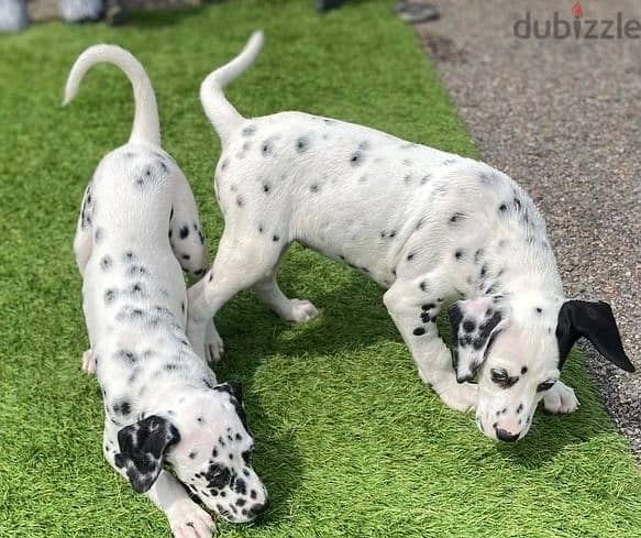 Whatsapp Me +966583921348 Dalmatian Puppies 1