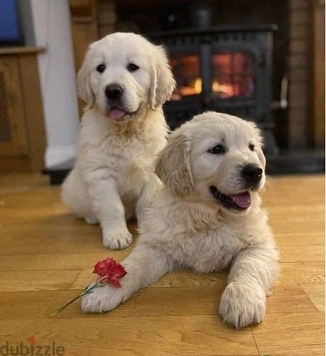 Whatsapp Me +966588993320 Golden Retriever Puppies 0