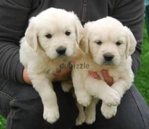 Whatsapp Me +966588993320 Golden Retriever Puppies 1