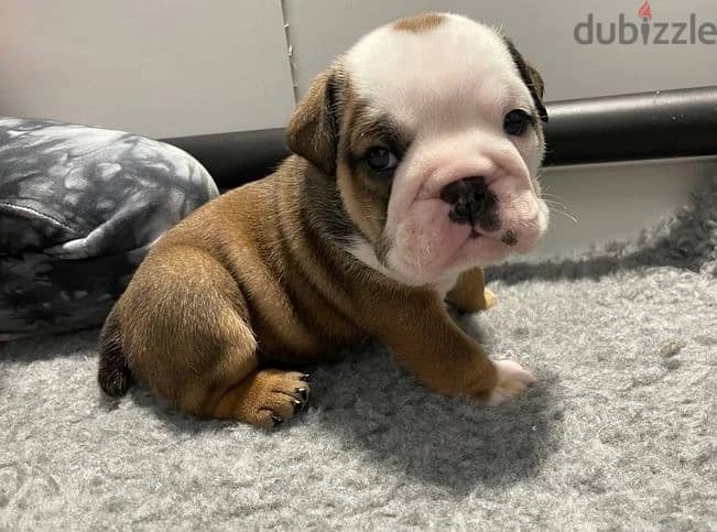 Whatsapp Me +966583921348 English Bulldog Puppies 0