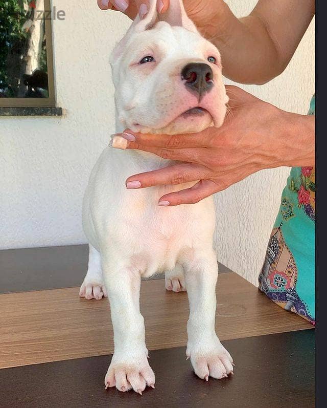 Whatsapp Me +966588993320 Dogo Argentino Puppies 0