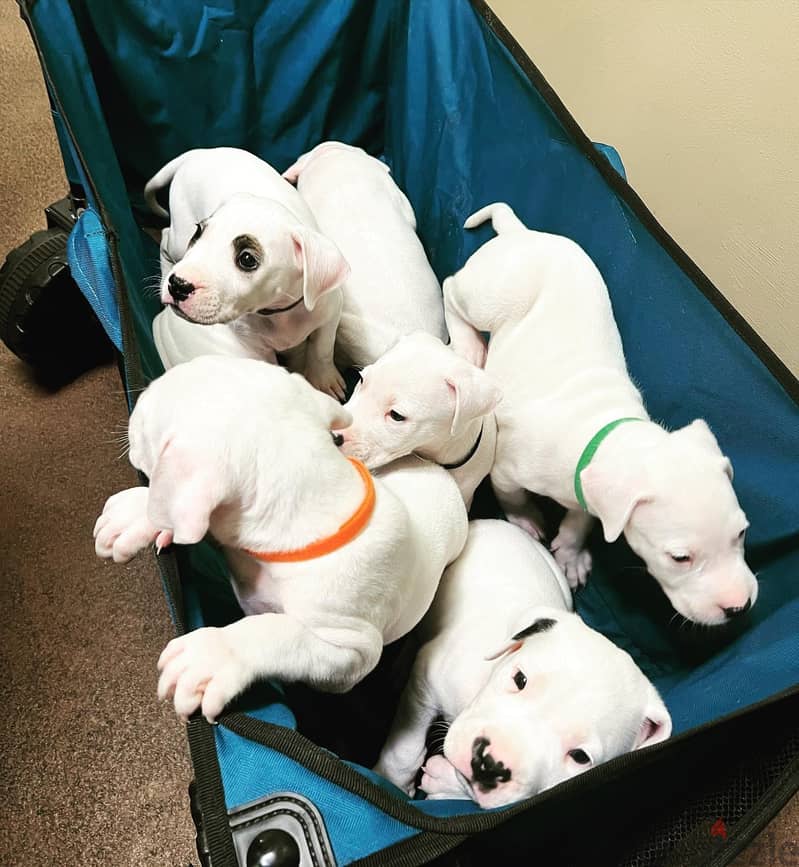 Whatsapp Me +966588993320 Dogo Argentino Puppies 1