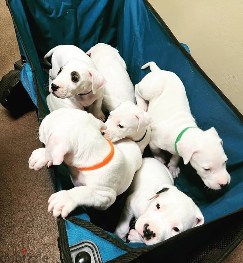 Whatsapp Me +966588993320 Dogo Argentino Puppies 1