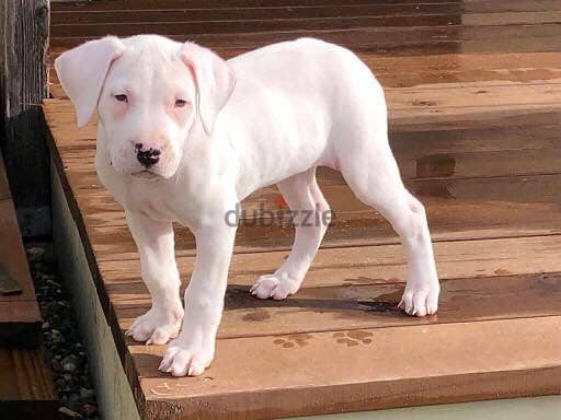 Whatsapp Me +966588993320 Dogo Argentino Puppies 1